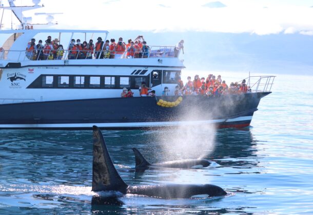 Whale, dolphin, orca, and bird watching- see the sea creatures of Rausu on an ocean cruise in Shiretoko!