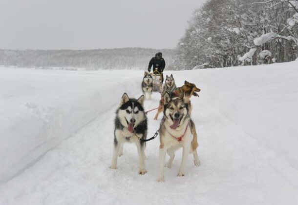 Dog Sledding the Snowy Fields of Takasu near Asahikawa