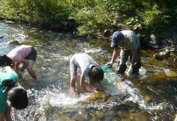 Catching fish by hand in the rivers of Niseko!