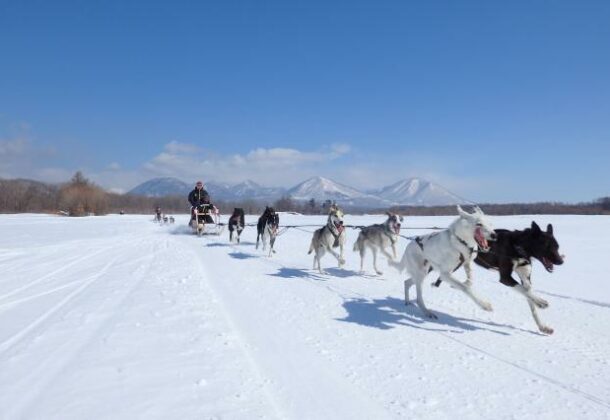 Authentic Dog Sledding Experience in Tokachi: 2-hour course