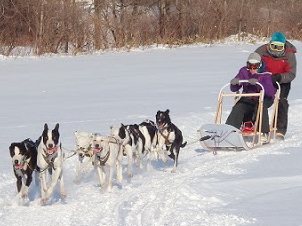 Authentic Dog Sledding Experience in Tokachi: 1-hour course