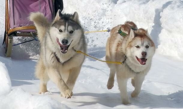 Experience Dog Sledding in Furano - Racing Through a Snow-Covered World