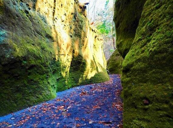 Moss Corridor Trekking Tour near Shikotsu