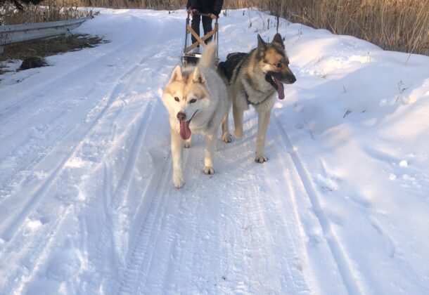 Dog Sledding Near Chitose Airport, with bird watching along the way!