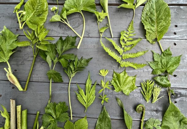 Foraging for wild vegetables in Niseko! Lunch and BBQ plans available