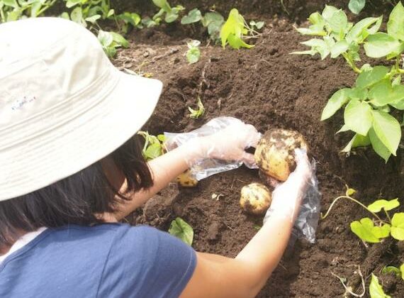 Farm picnic with guide- potato harvest tour in Tokachi!