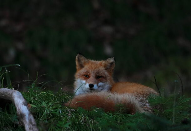 Night Safari in Shiretoko- meet wild animals, with free pickup and rentals!