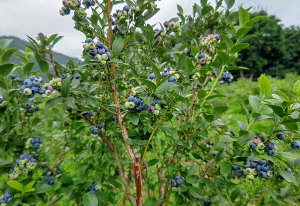 Guided farm tour- Pick blueberries near Sapporo, all-you-can-eat! Then make jam!