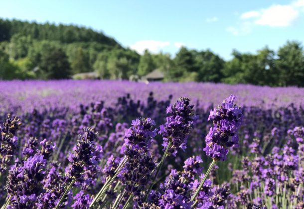 Private Car Tour of Furano and Biei in Hokkaido with Local Guide from Sapporo