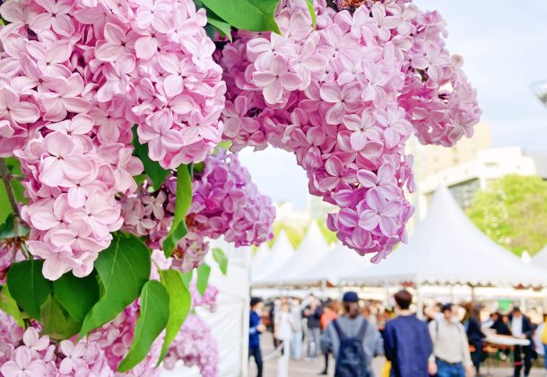 Guided walking tour of the festivals of Sapporo in Odori Park!